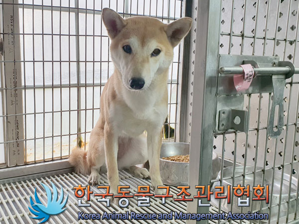 보호중 시바의 가족…